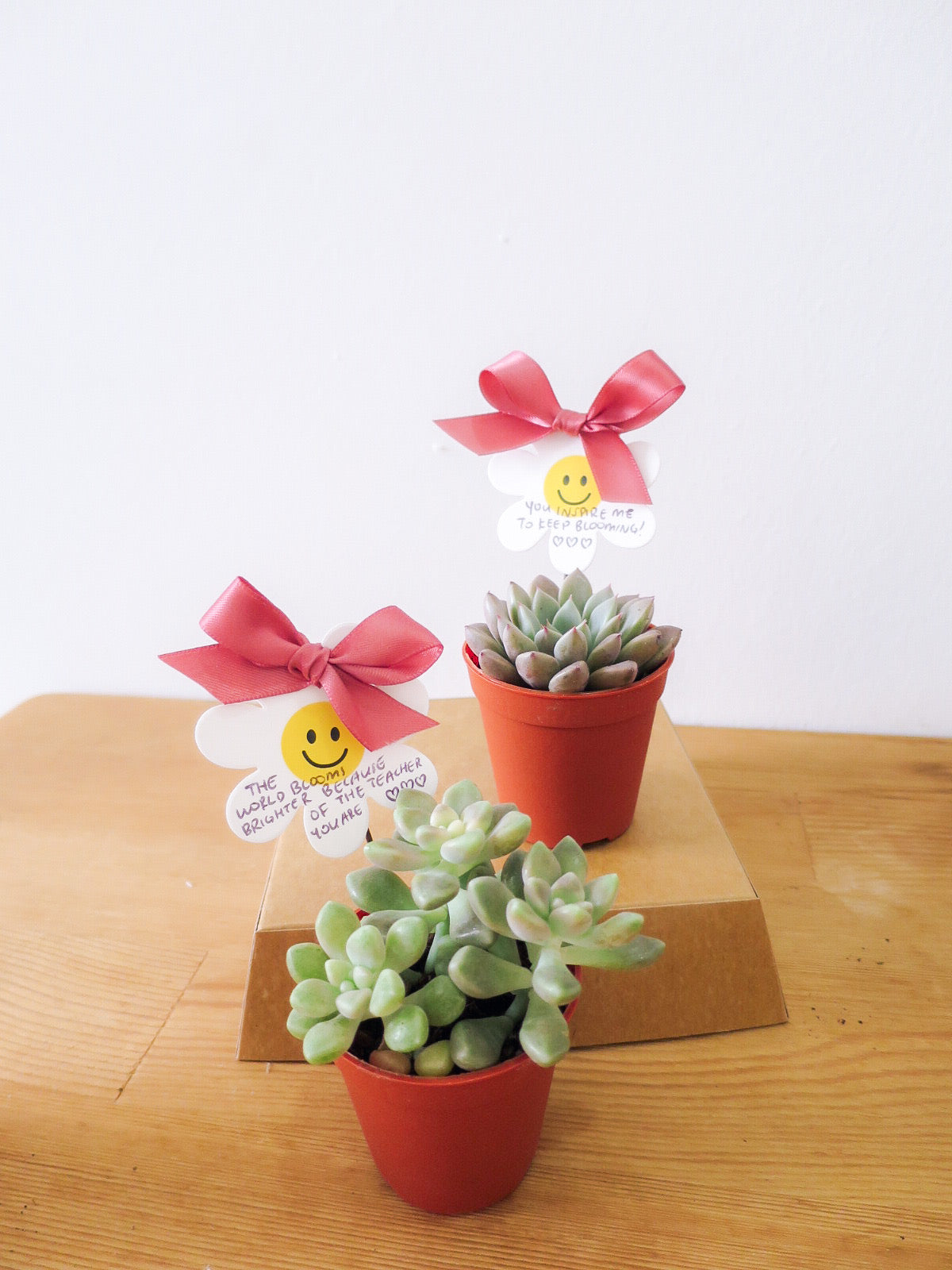 “Teach us to bloom” — 5 x Mini Succulent Pots