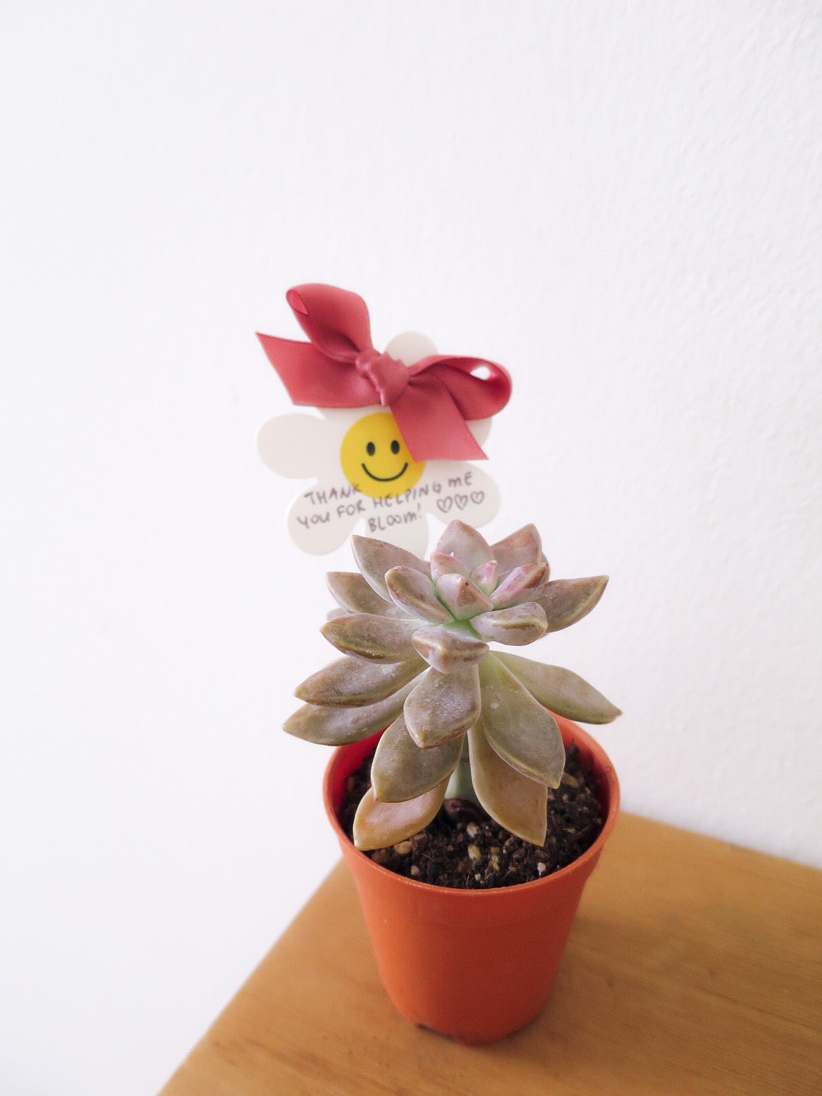 “Teach us to bloom” — 5 x Mini Succulent Pots