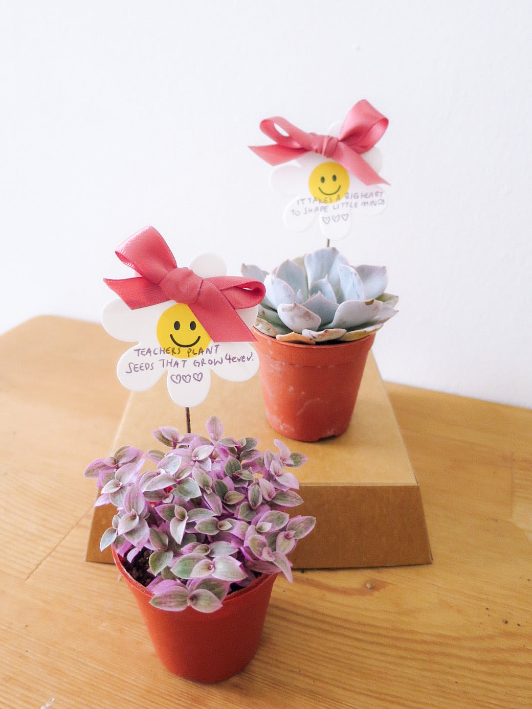 “Teach us to bloom” — 5 x Mini Succulent Pots