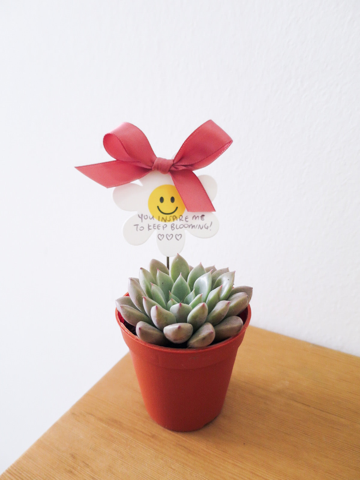 “Teach us to bloom” — 5 x Mini Succulent Pots