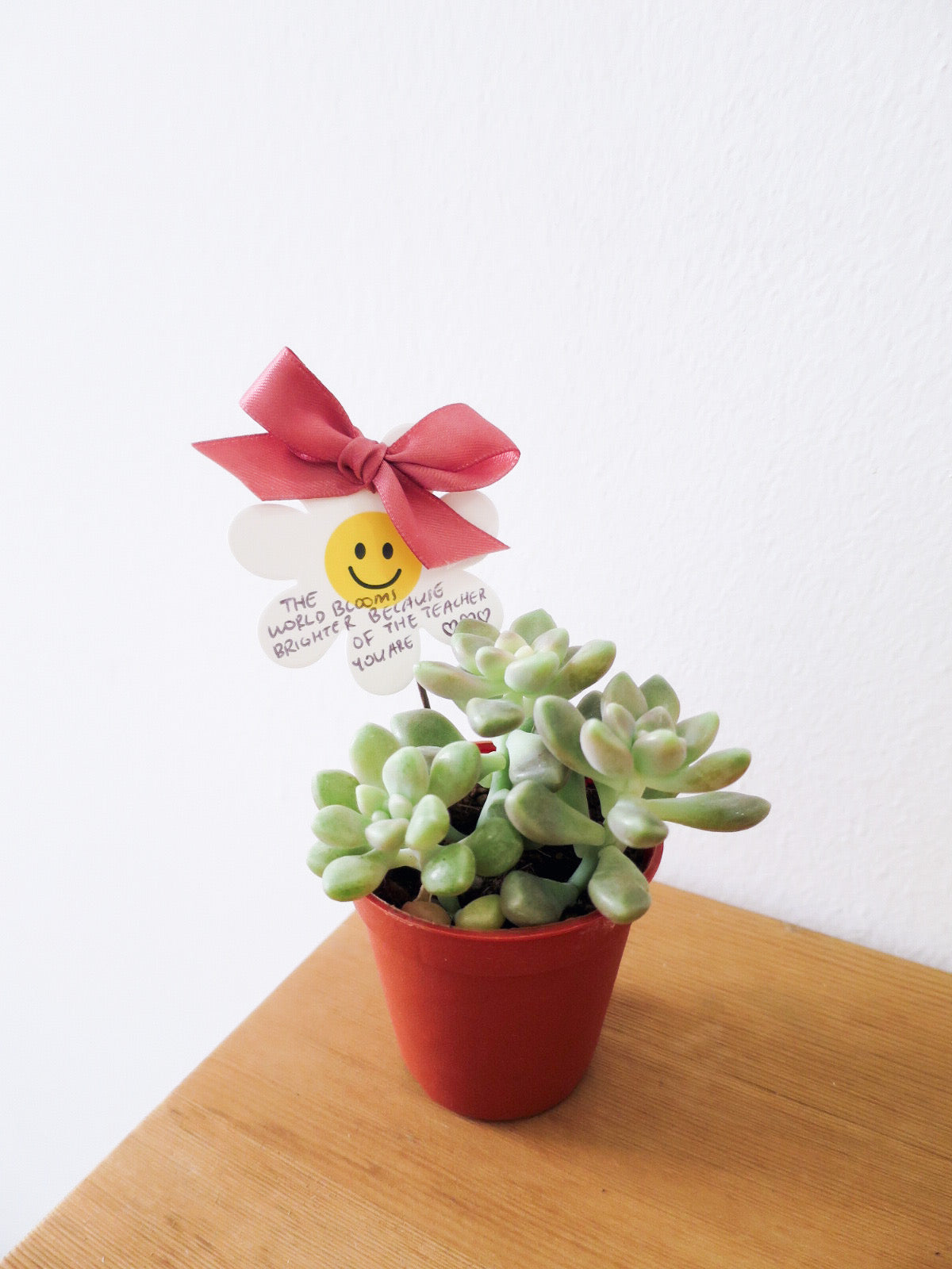 “Teach us to bloom” — 5 x Mini Succulent Pots