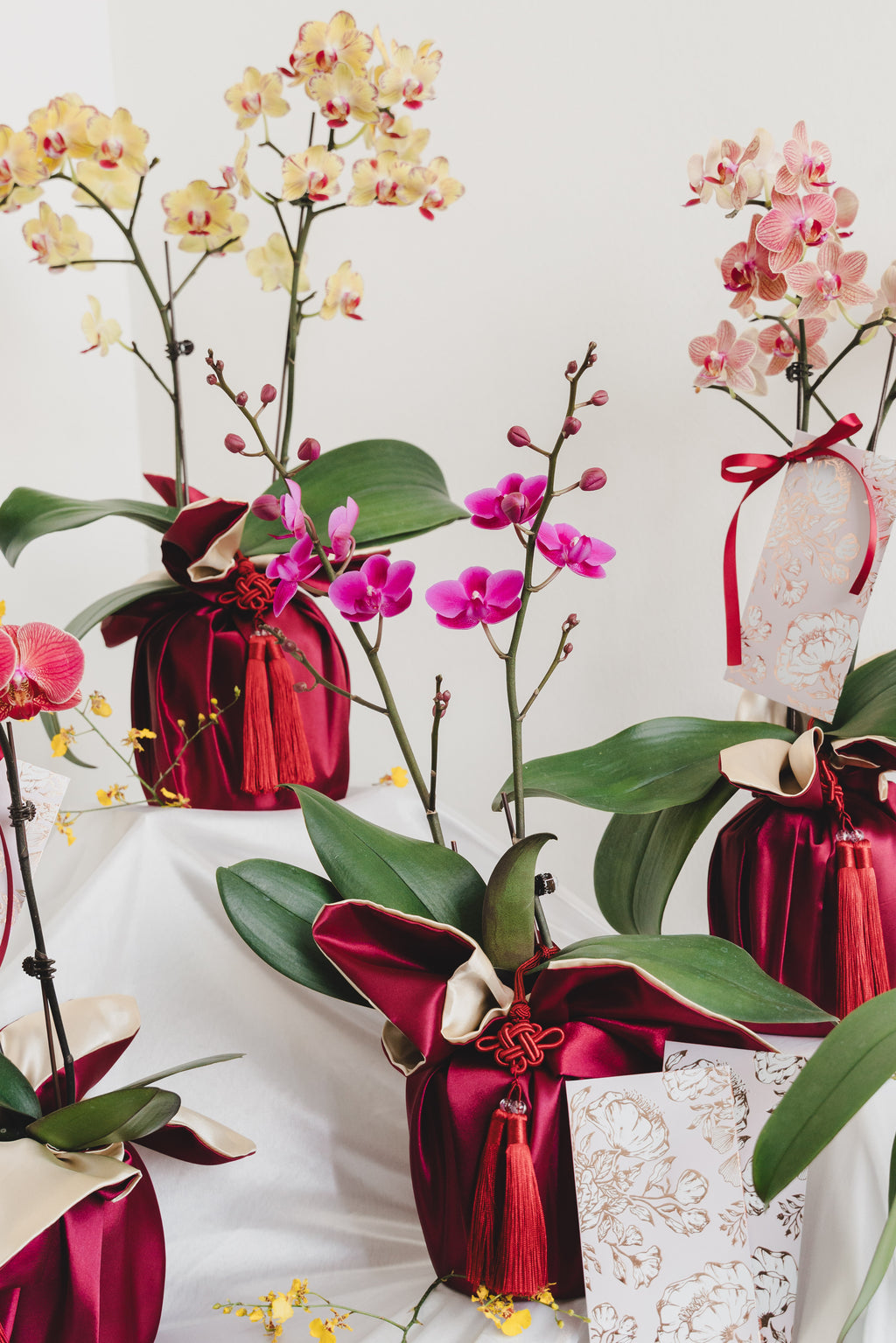 双喜临门 Double Prosperity Orchids