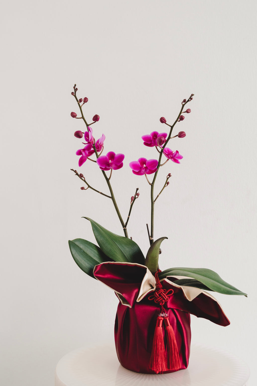 双喜临门 Double Prosperity Orchids