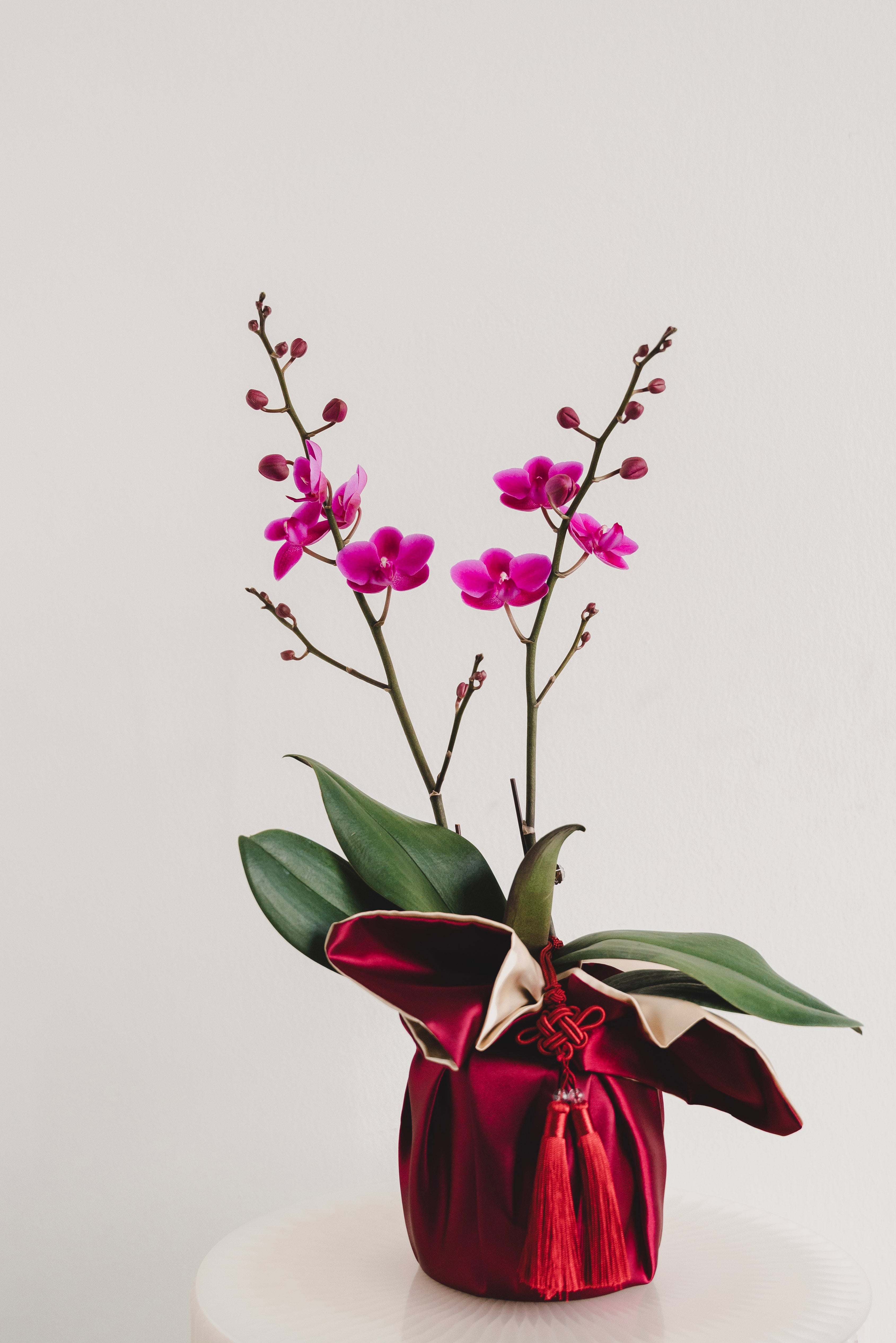 双喜临门 Double Prosperity Orchids