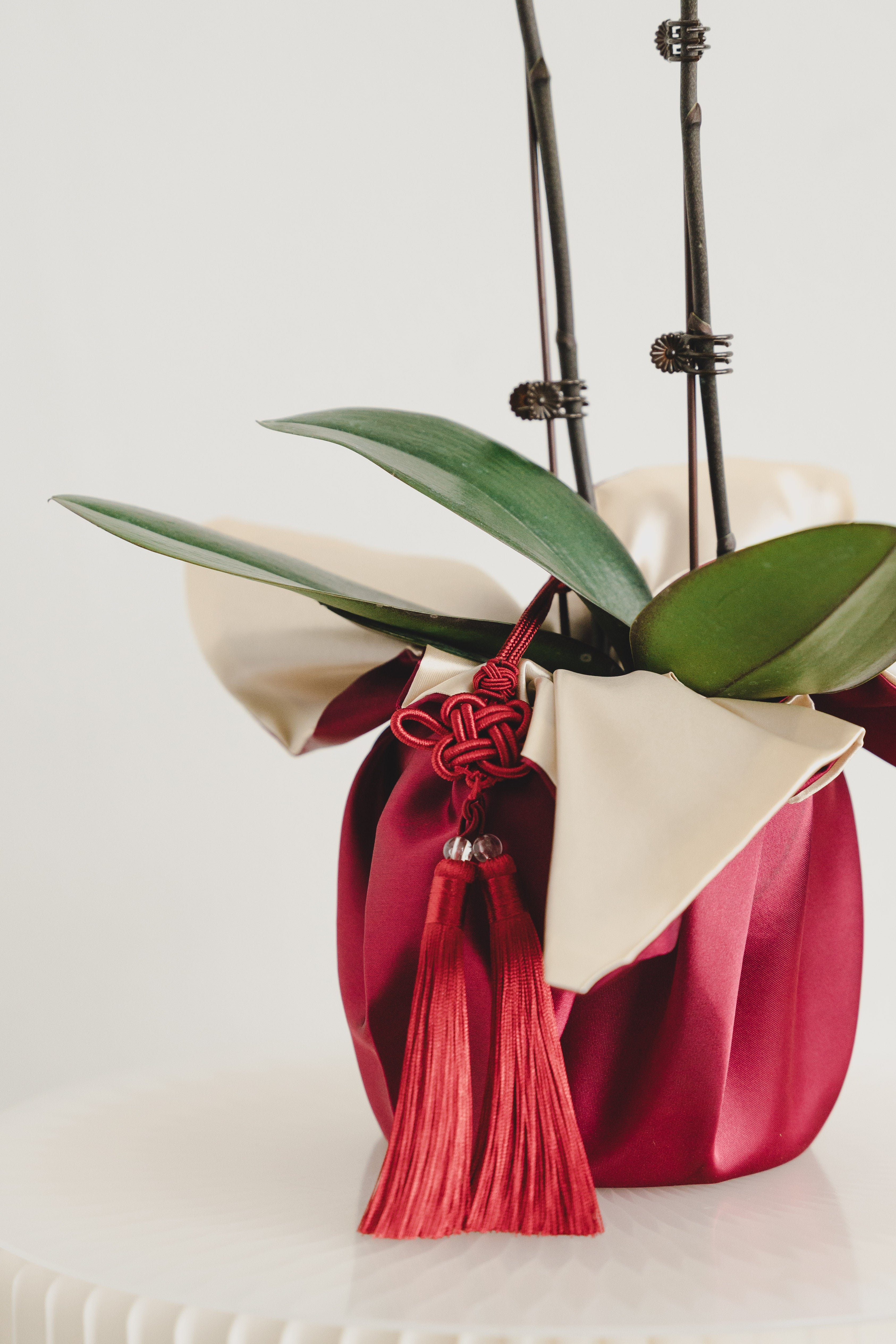 双喜临门 Double Prosperity Orchids