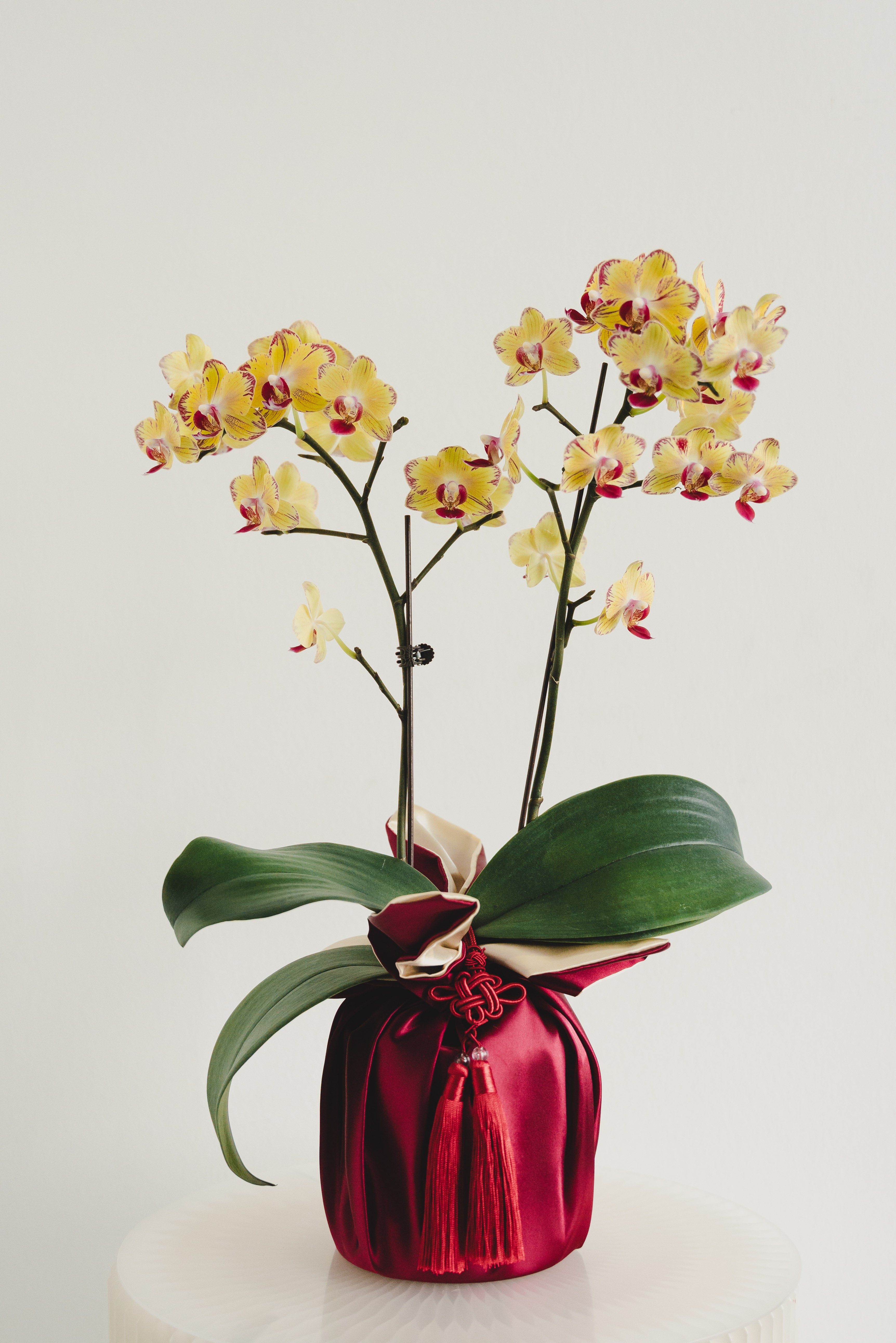 双喜临门 Double Prosperity Orchids