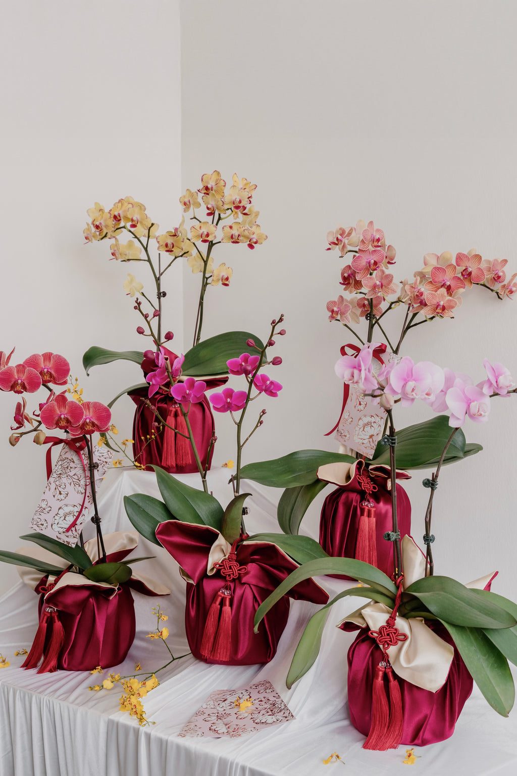 双喜临门 Double Prosperity Orchids