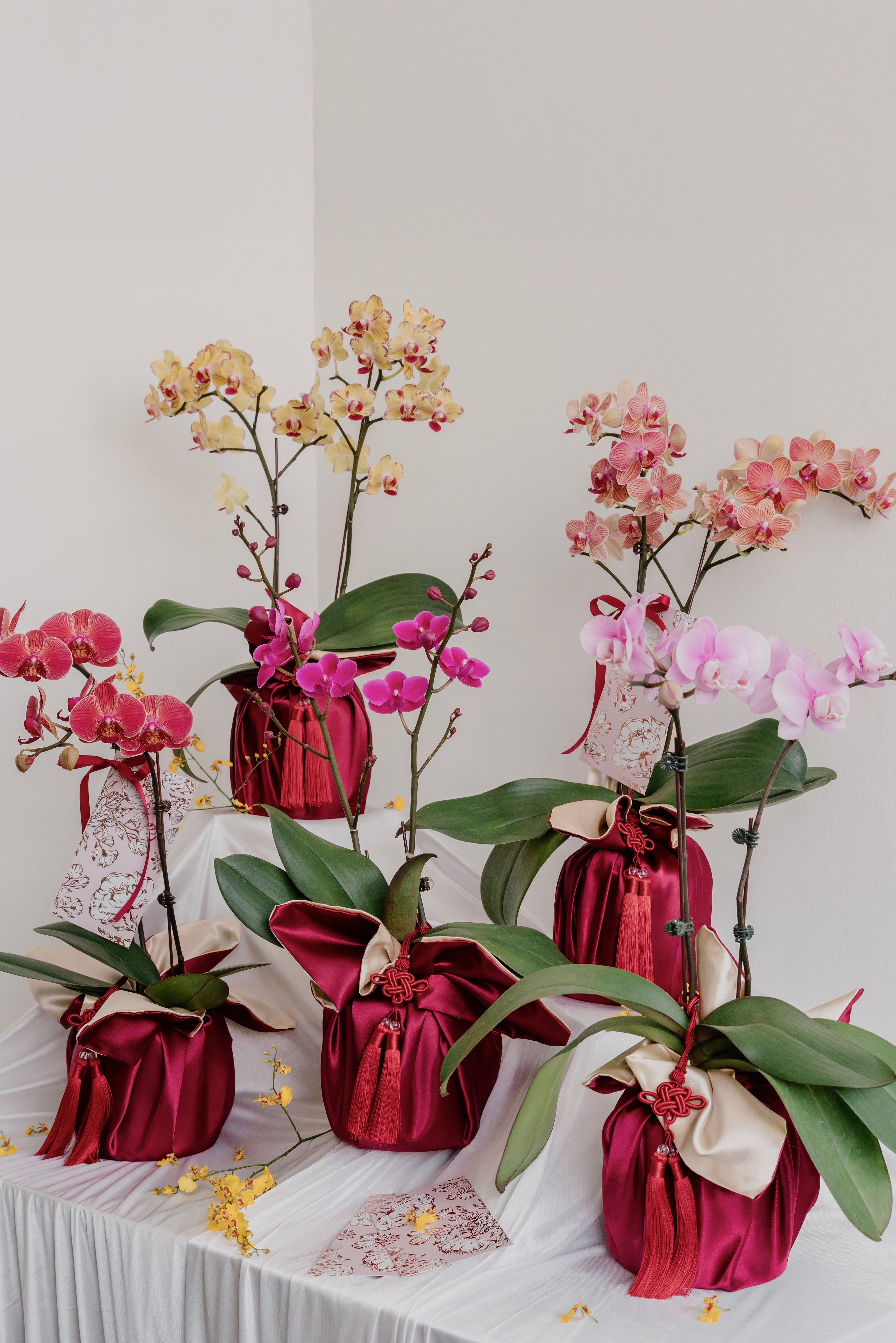 双喜临门 Double Prosperity Orchids