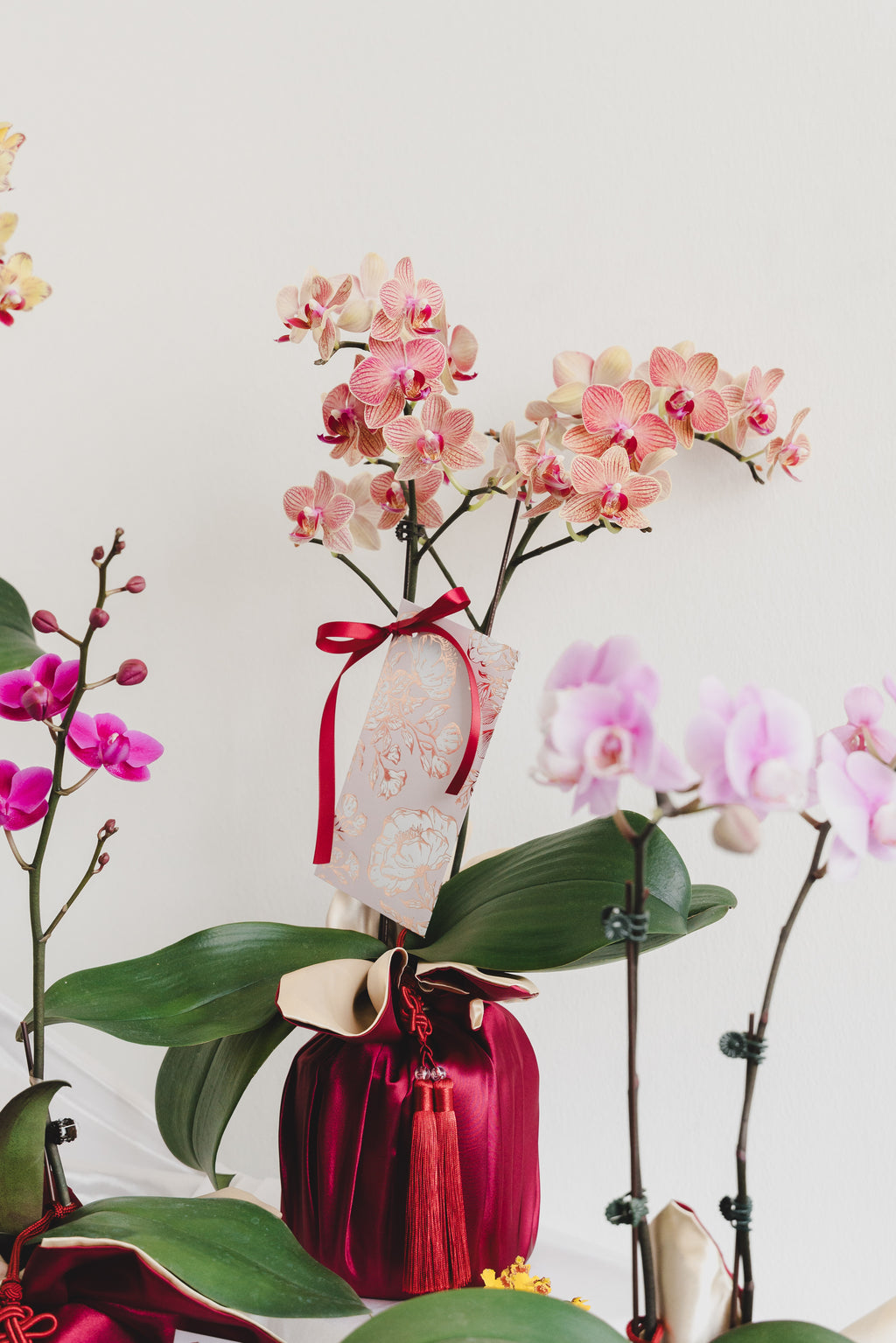 双喜临门 Double Prosperity Orchids