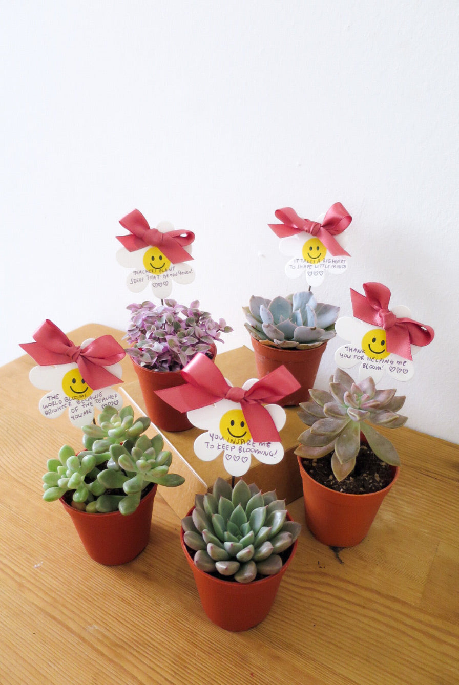 Five small potted succulents arranged on a wooden table against a plain white wall. Each pot has a terracotta-colored container, and several pots are tied with pink satin bows.